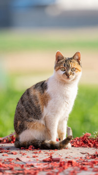 Is your cats IQ high 9