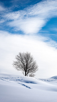 Single bare tree on snowy landscape against