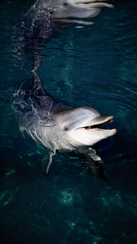 Dolphins are actually marine beasts