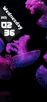 Jellyfish