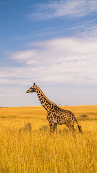 Top Tourist Attractions in Kenya 8