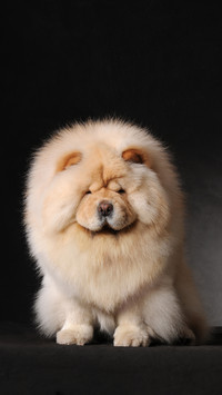 What are the dogs with serious hair loss