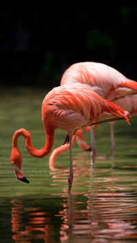 Places with the largest number of flamingos in the world 53