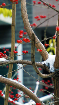 中央美术学院-孙语迟-参赛-下雪了