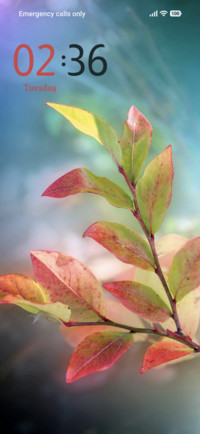 Fall Leaf