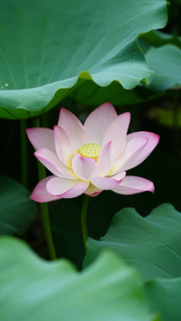 从青荷静渡漫漫盛夏
