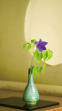 花语之桔梗花
