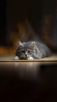 Playful tabby blue maine coon kitten lurking on a carpet