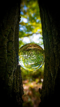 Glass Lens Ball with Forest Reflection