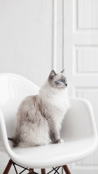 This is how to treat cats with colds 26