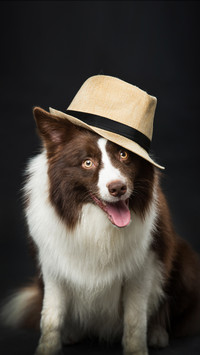 Why Some Dogs Like Watching TV 6