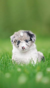 Cute puppy border collie pensively sitting in the grass