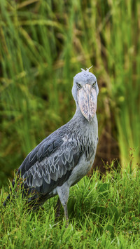 Cute Shoebill Bird
