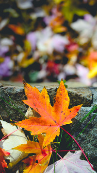 A leaf knows autumn