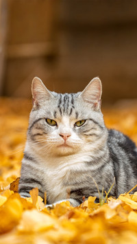 The philosophy of cats in autumn light 2