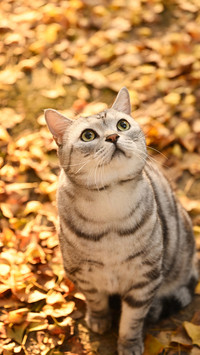 The philosophy of cats in autumn light 2