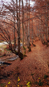 The beech forest in autumn
