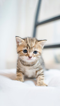 Selective focus cute scottish fold kitten