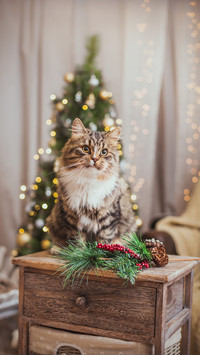 好奇的小猫咪