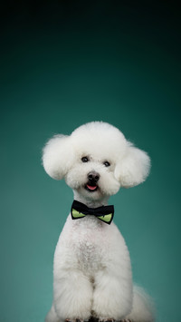 Its not your imagination that dogs are jealous