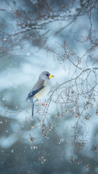 Do birds have teeth 57