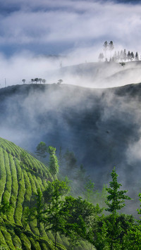 Rolling mountains in a sea of clouds 46