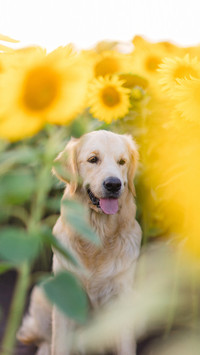 A golden retriever walks in a field of sunflowers