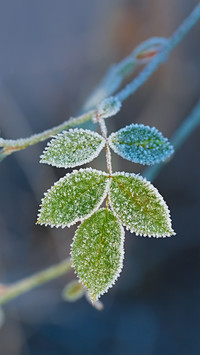 Winter frost-01