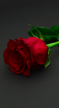 Red Roses (18)