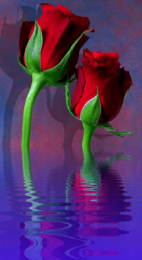 Red Roses (29)