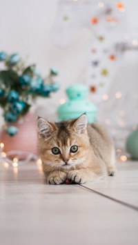冬天请这样养猫咪