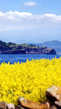 风景里的油菜花
