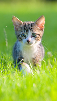 猫咪为什么抓老鼠？