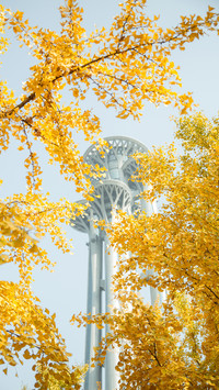 Will you buy ginkgo bouquets 21