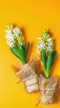 What are the reasons for the falling leaves of potted plants