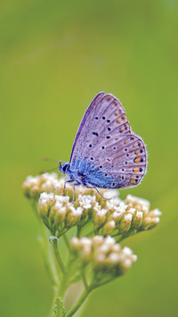 Spring flowers and butterflies