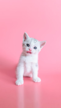 How to take care of newborn kittens