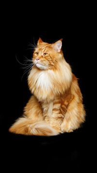 花纹美丽的缅因猫