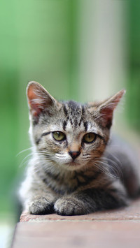 攻心计：套路得猫心