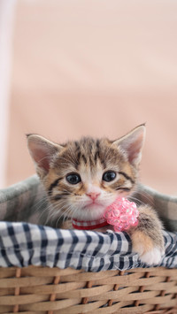 猫为何找铲屎官带小猫