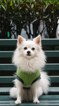 博美犬饲养手册