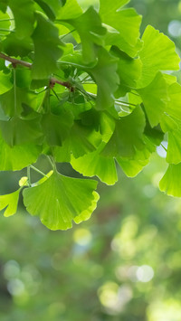 The green ginkgo leaves in summer