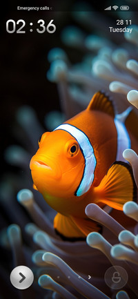 water clownfish