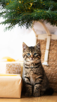 Cat kitty sitting under the christmas tree