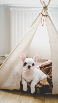 Dogs also have social phobia 9