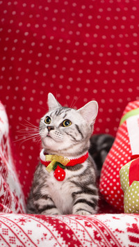 Learning from little cat with qi and blood deficiency