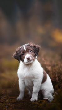 Letter from the little dog in the forest 2