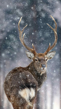 Winter Snow Country