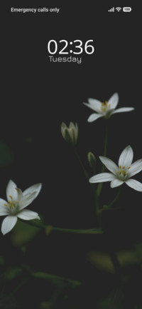 Gentle White