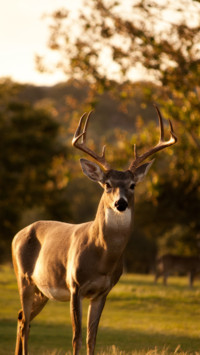 Deer (3)